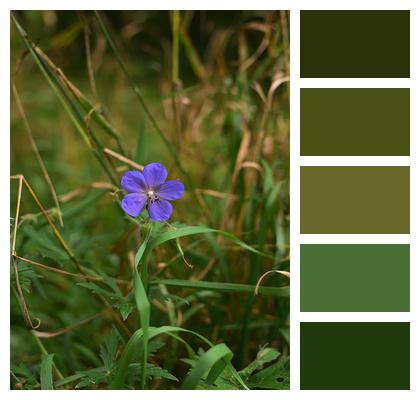 Purple Flower Meadow Buttercup Image